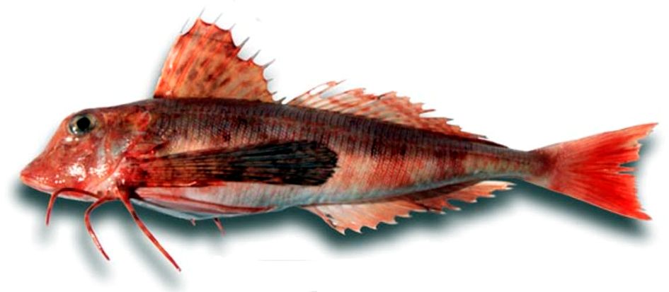 Trigloporus lastoviza_04.jpg